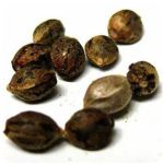 Семена марихуаны АК-47  (Seeds AK-47) в Анадыре